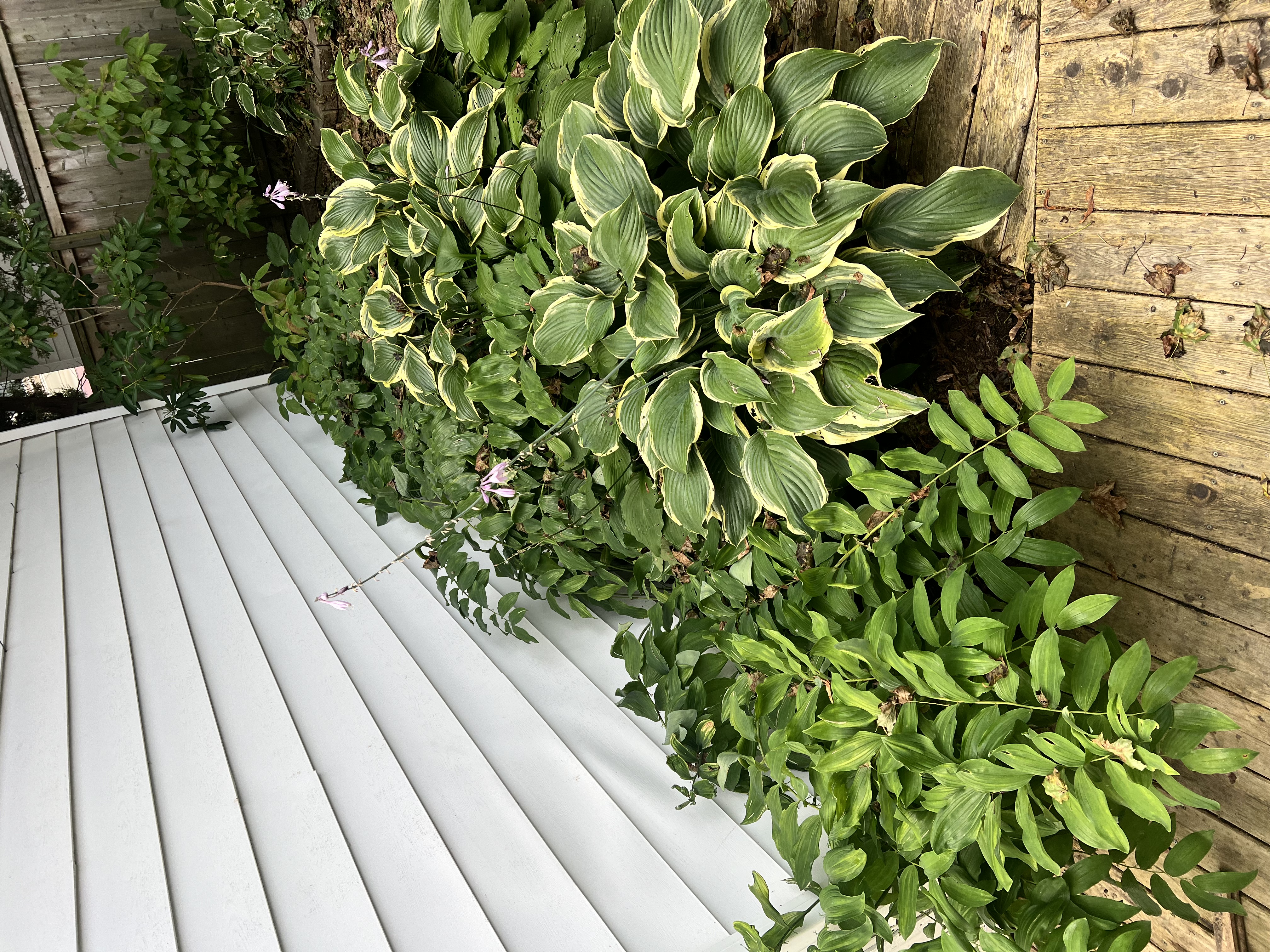 Garden bed with hostas